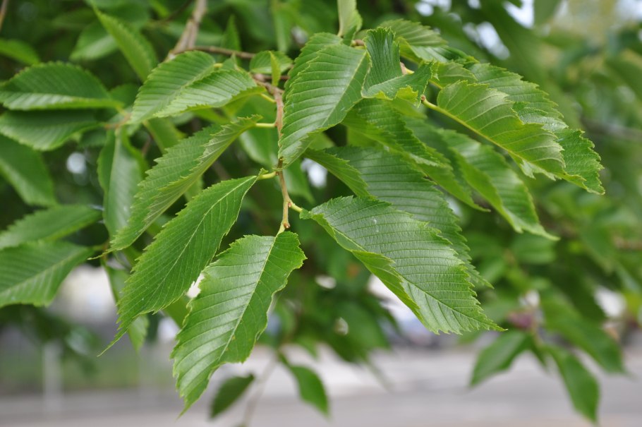 Вяз граболистный (Ulmus suberosa)