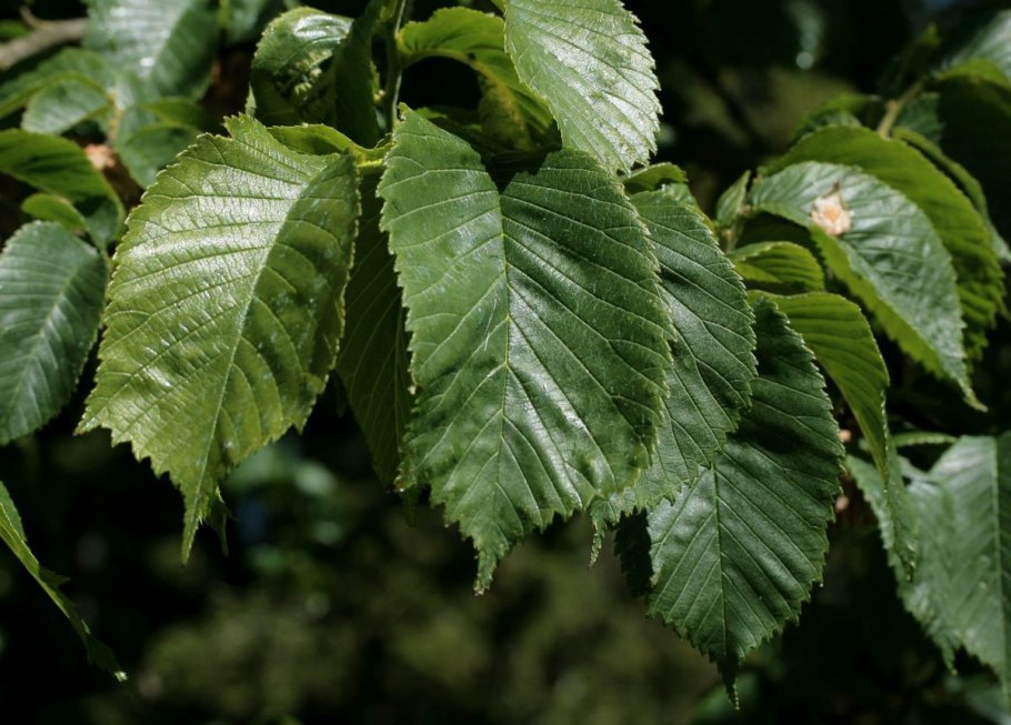 Ulmus glabra вяз