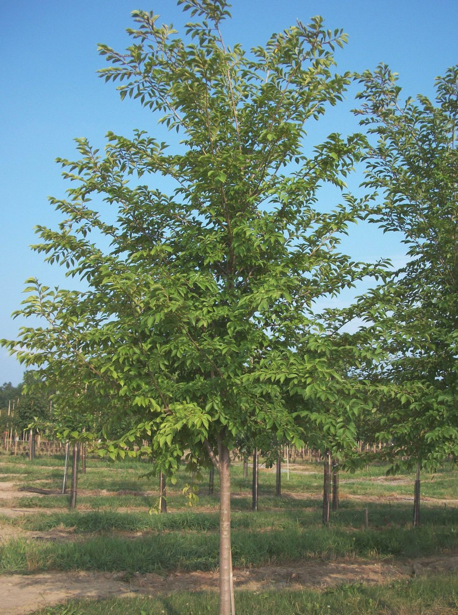 Вяз приземистый мелколистный