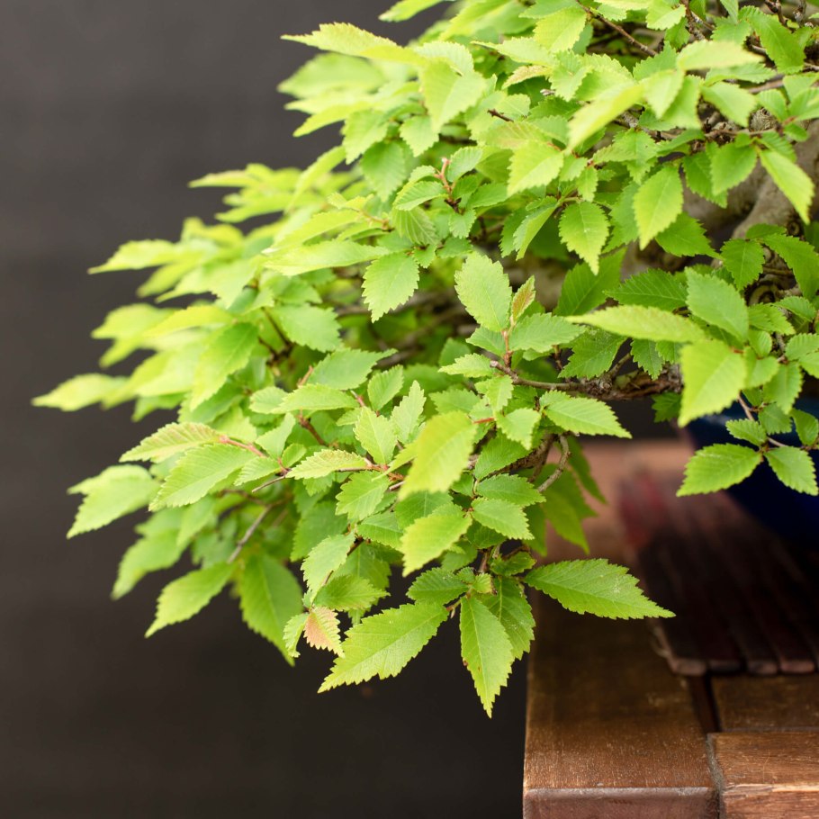 Вяз американский-Берест-Ильм