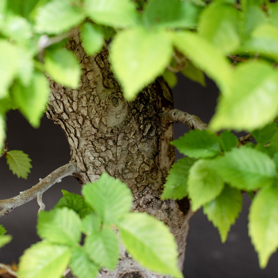 Вяз мелколистный бонсай