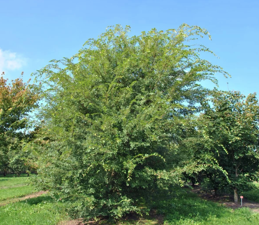 Вяз мелколистный дерево