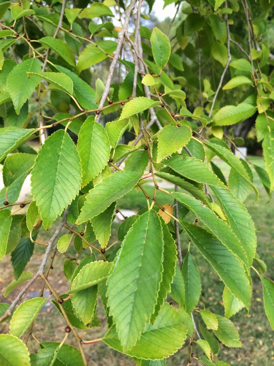 Вяз приземистый ulmus pumila