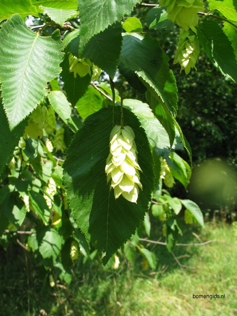 Граб обыкновенный carpinus betulus