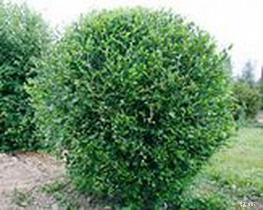 Вяз мелколистный кустарник