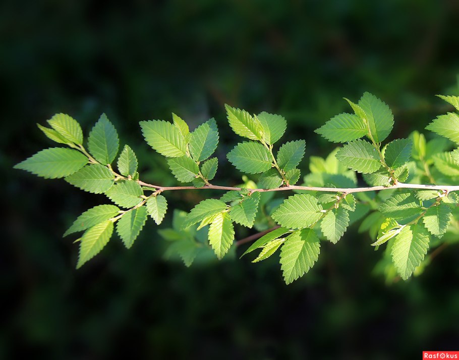 Вяз приземистый мелколистный