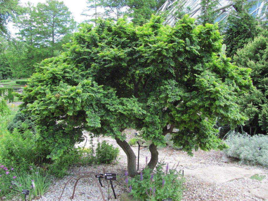 Вяз приземистый Ulmus pumila