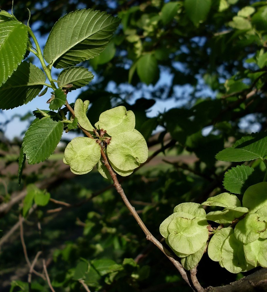Вяз обыкновенный Ulmus laevis