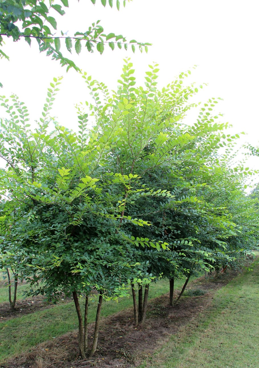 Вяз мелколистный (Ulmus pumila l.)