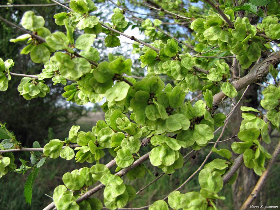 Ulmus minor