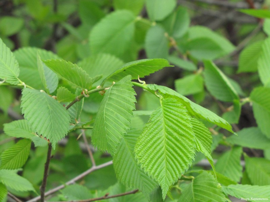 Вяз гладкий ulmus laevis