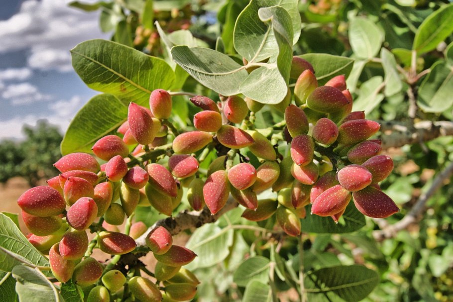 Pistacia Vera - фисташка настоящая