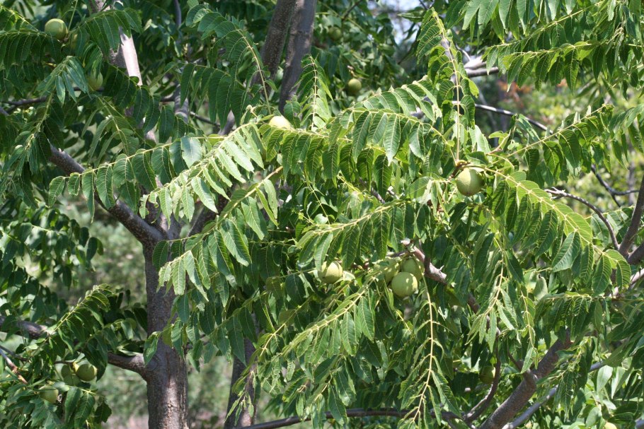 Орех черный, Juglans nigra