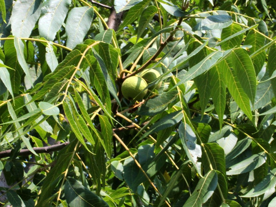 Дерево орех черный, серый цвет