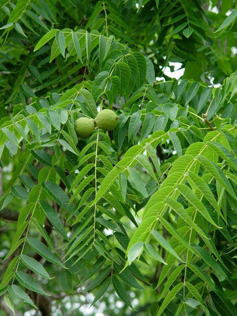 Juglans nigra