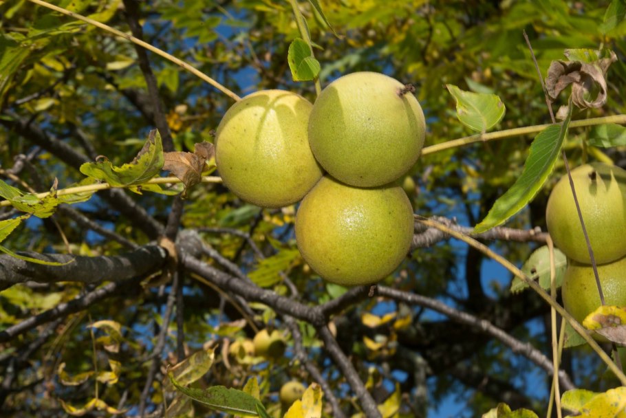 Орех чёрный