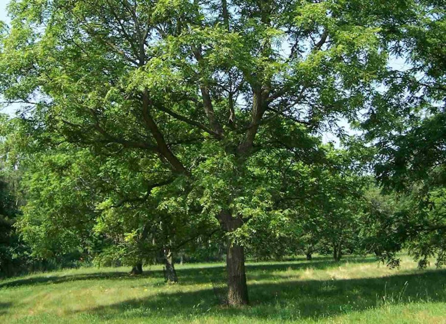 Орех Пинский описание