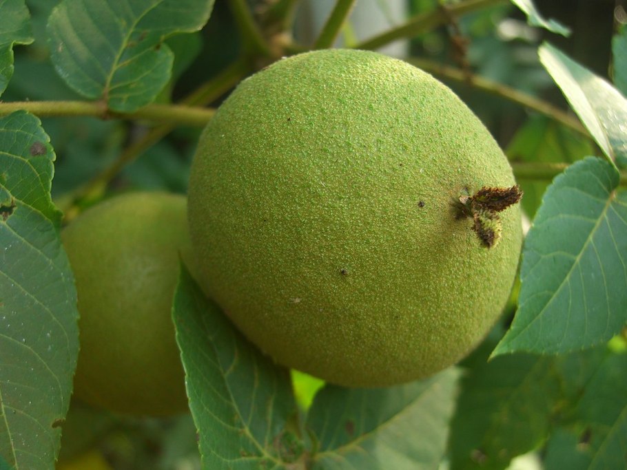 Juglans nigra