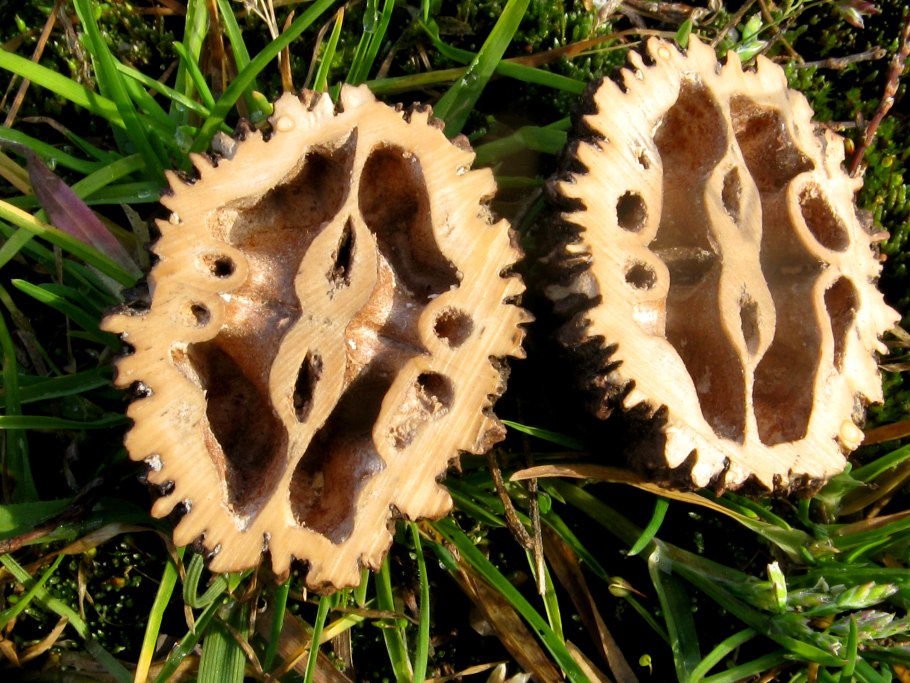 Орех черный в Подмосковье