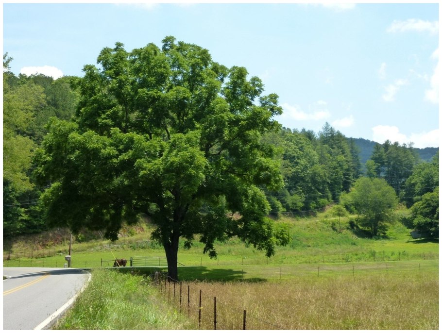 Дикий грецкий орех