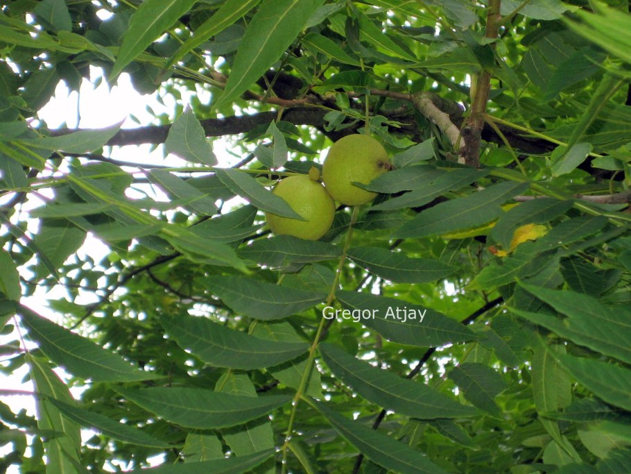 Орех Зибольда плоды