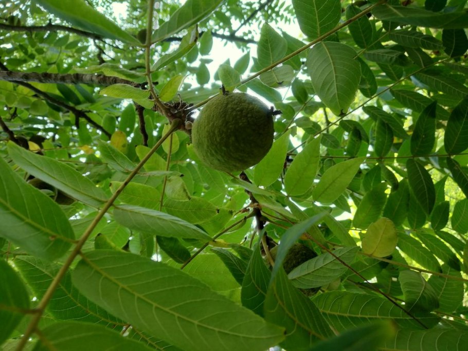 Juglans nigra ареал