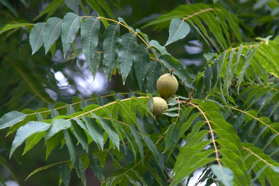 Juglans nigra