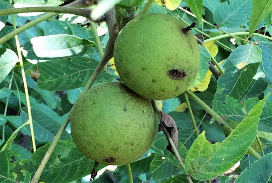 Черный орех в Дагестане растет