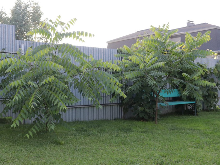 Орех чёрный