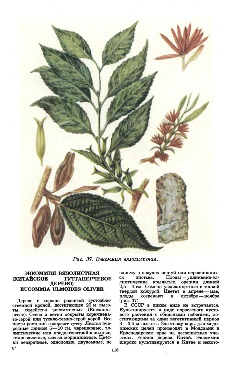 Таволга вязолистная лабазник