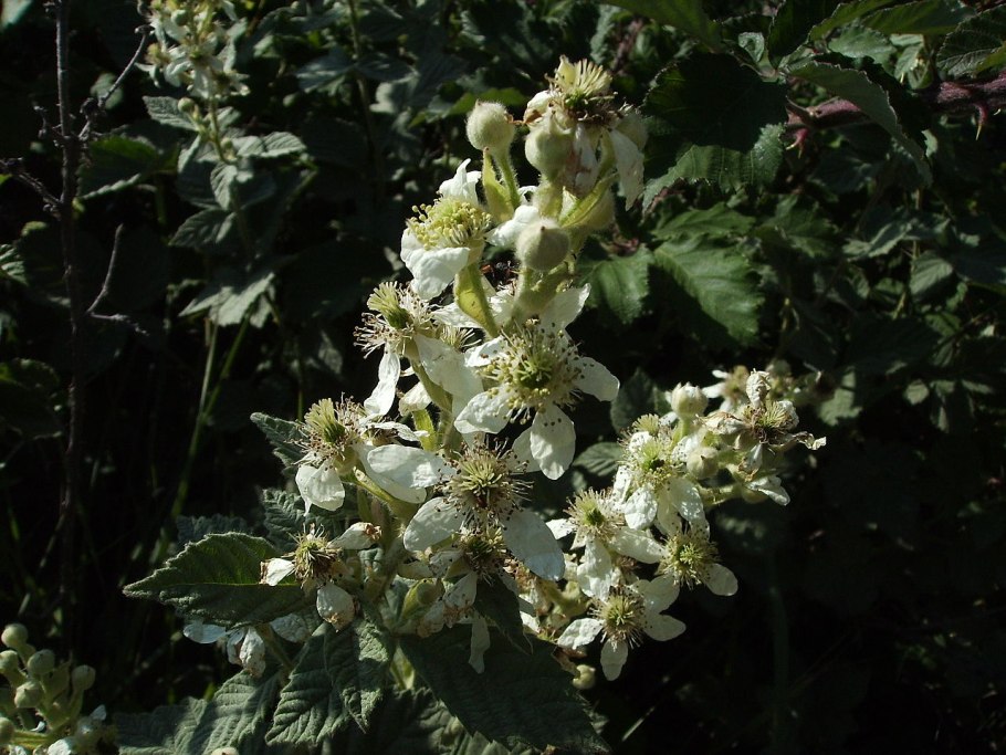 Ежевика вязолистная