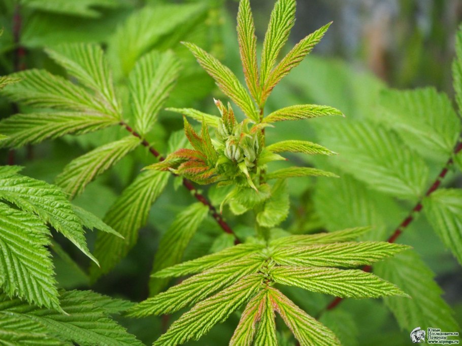 Лабазник вязолистный