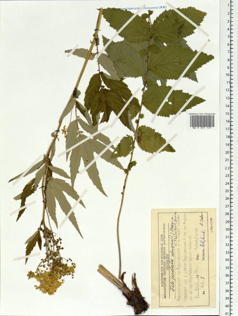 Лабазник гербарий