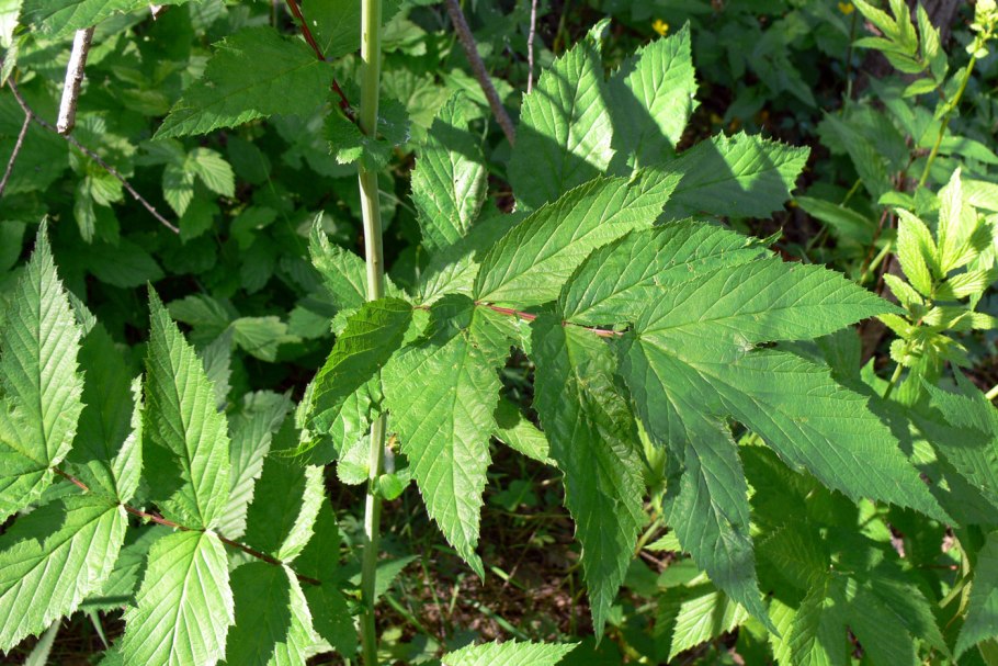 Сныть обыкновенная aegopodium podagraria