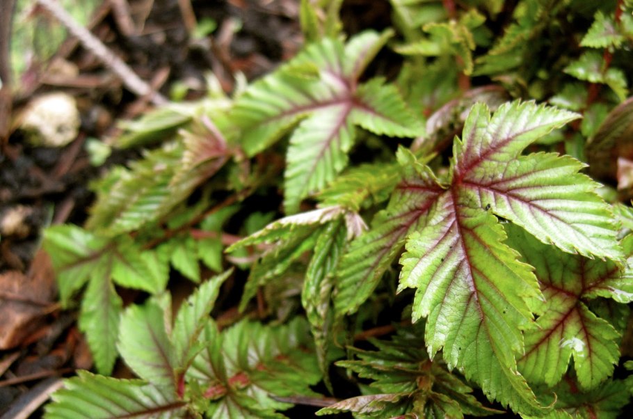 Лабазник ред амбрелла