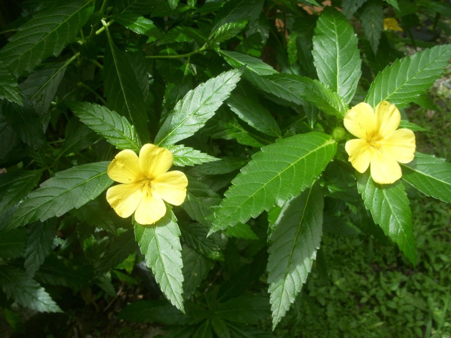 Turnera ulmifolia