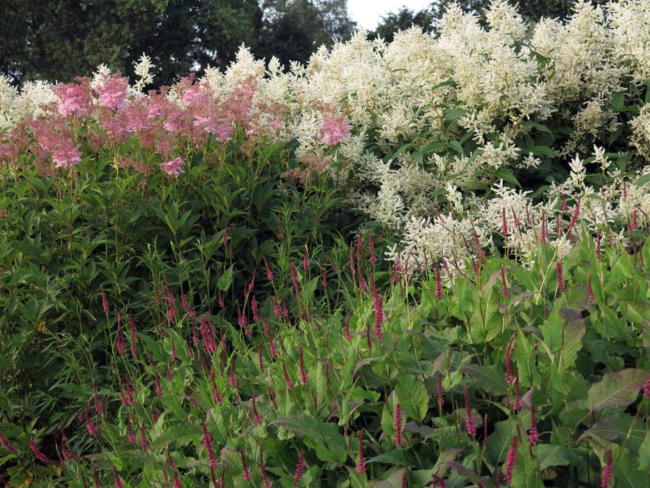 Размножение лабазника Вариегата