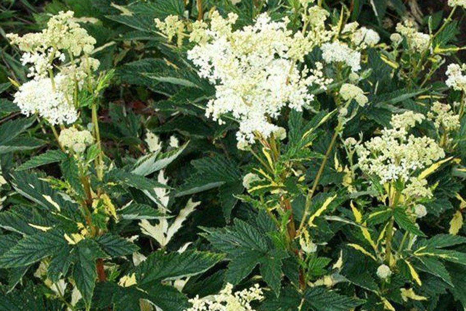 Ясень вязолистный