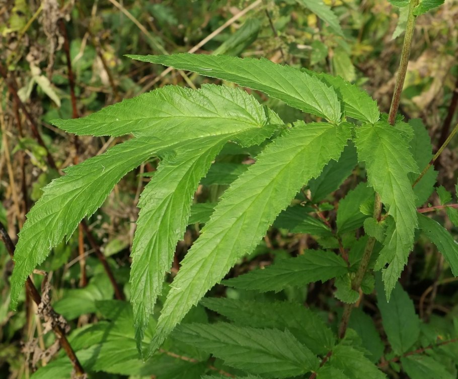 Datisca cannabina l.