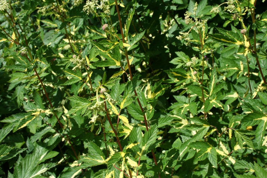 Лабазник вариегата