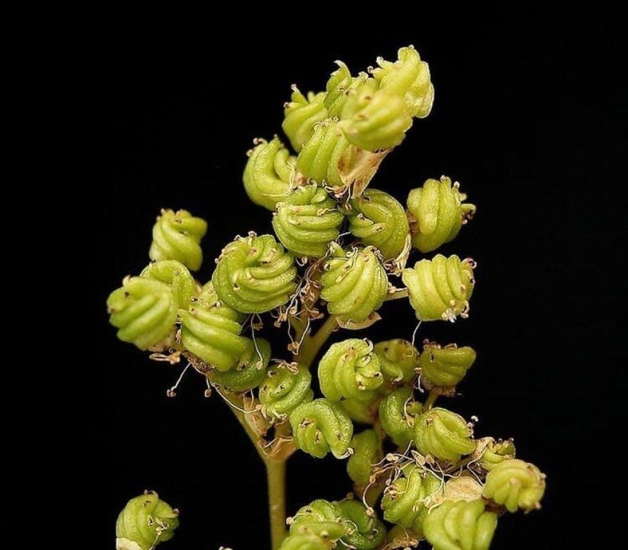 Лабазник вязолистный сырье