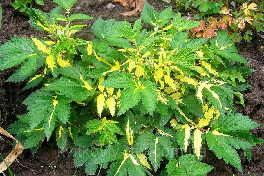 Лабазник вязолистный вариегата