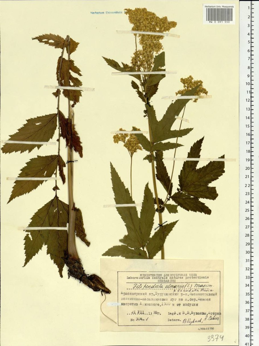 Лабазник вязолистный гербарий