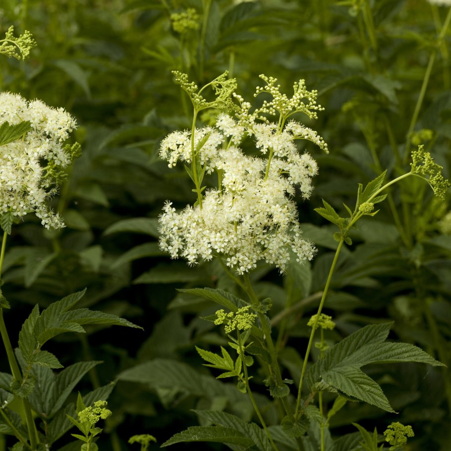 Белоголовник таволга лабазник