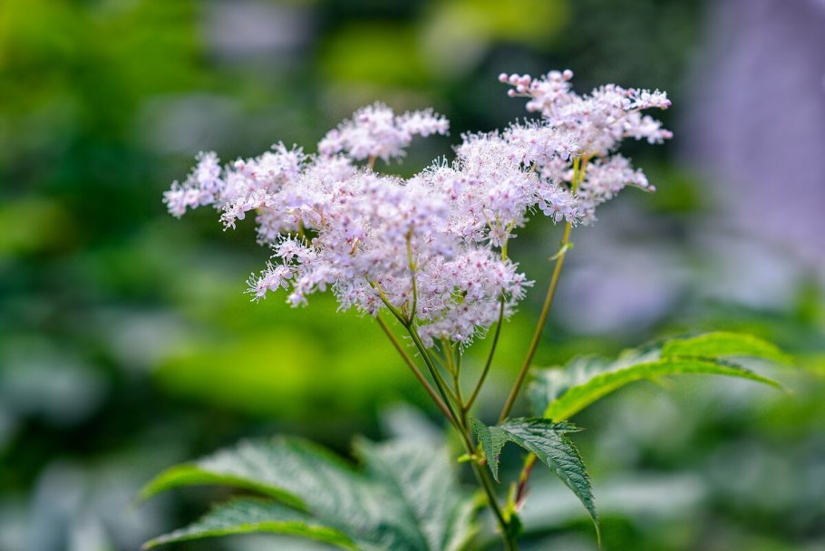 Таволга вязолистная (Filipendula Ulmaria)