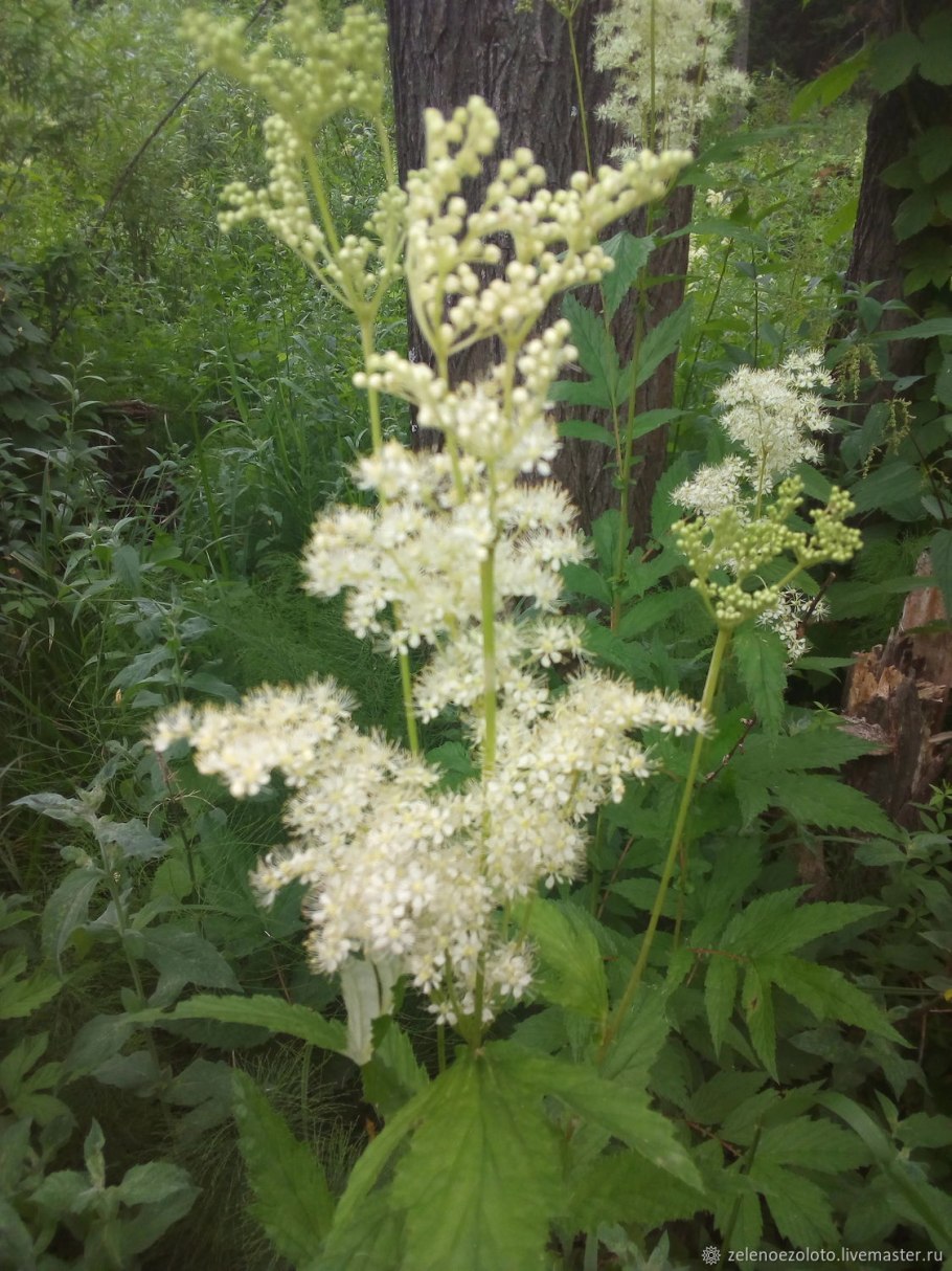 Дамиана раскидистая