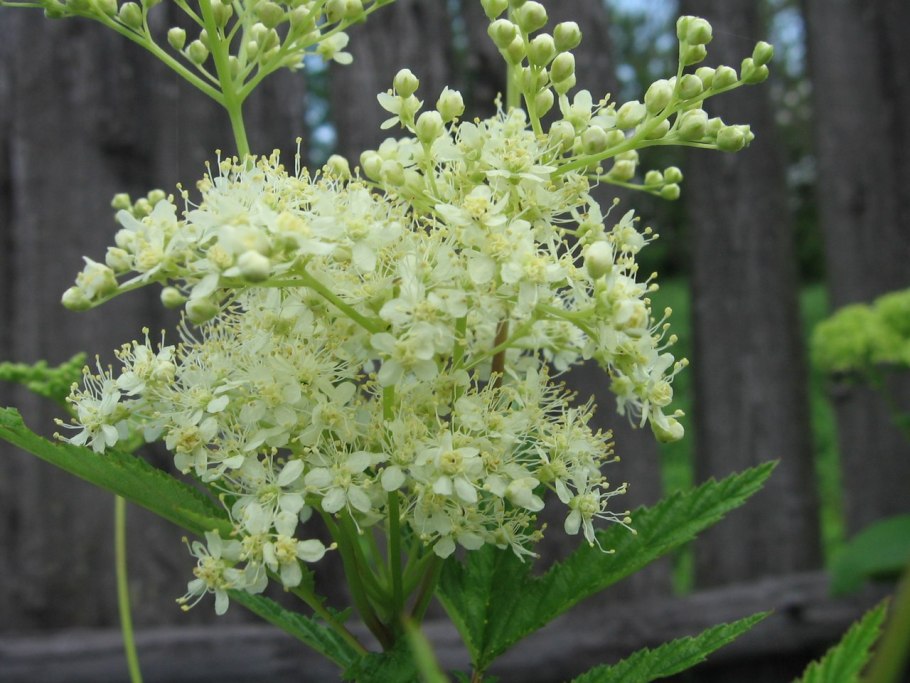 Лабазник вязолистный в учебнике атлас