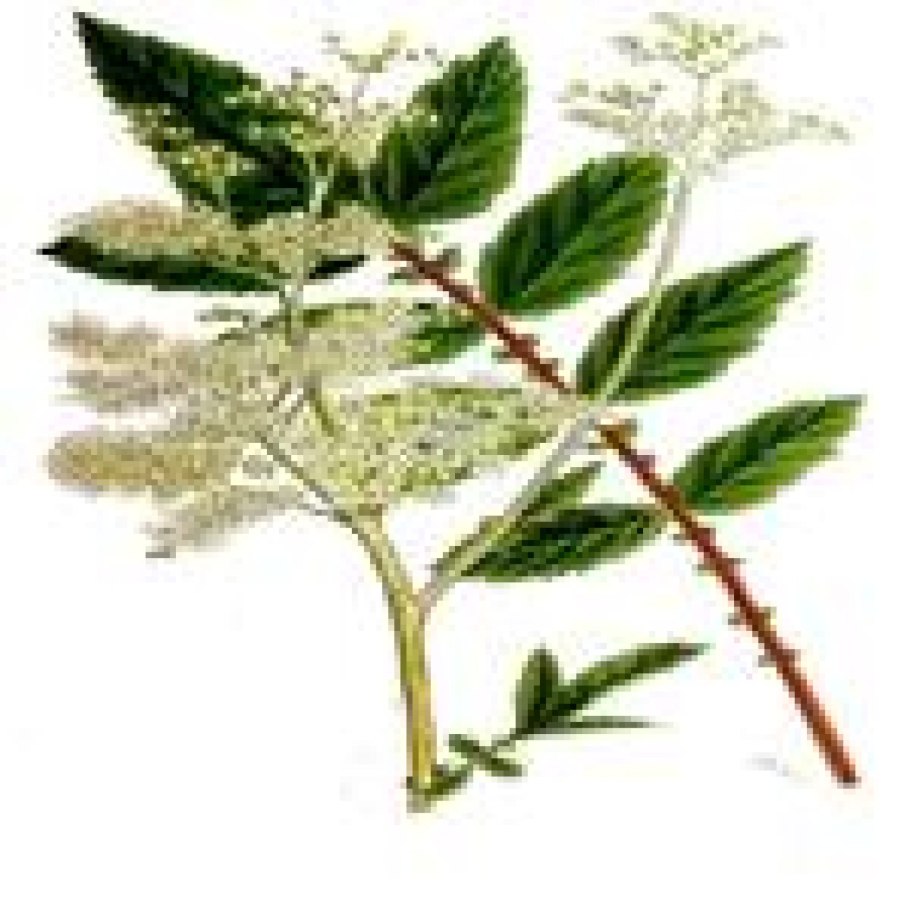 Таволга вязолистная (filipéndula ulmária)