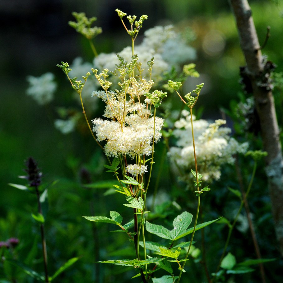 Таволга вязолистная лабазник