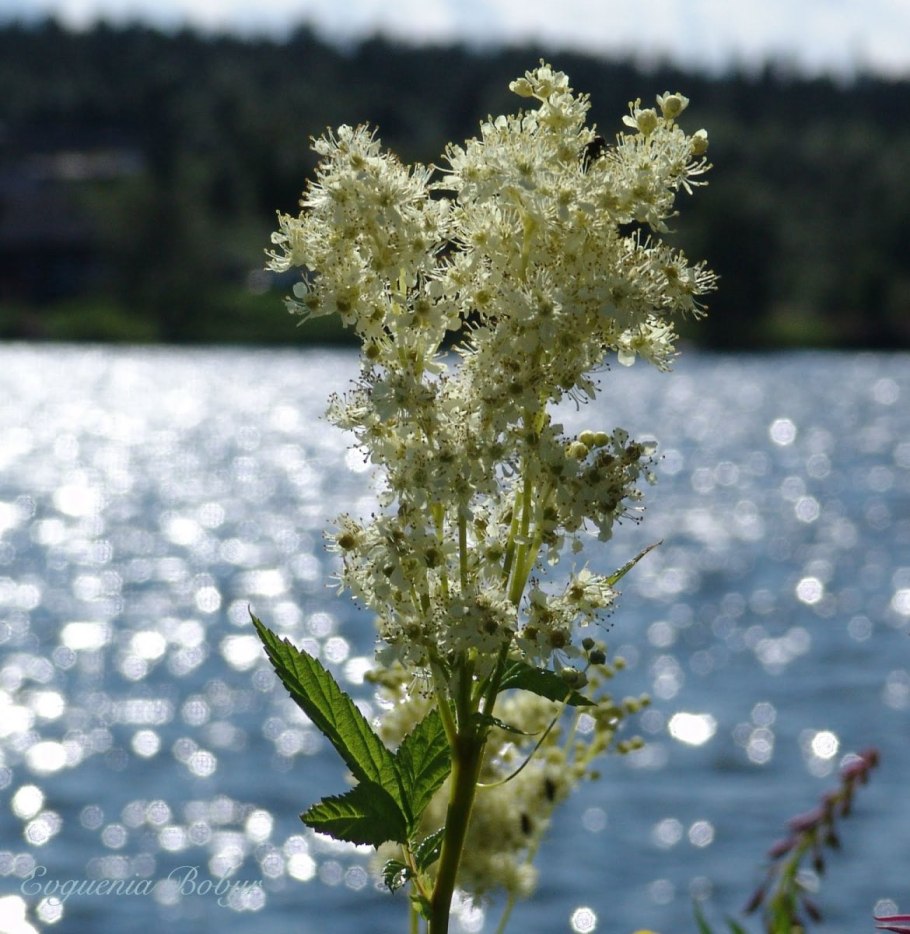 Дамиана (Тёрнера раскидистая)